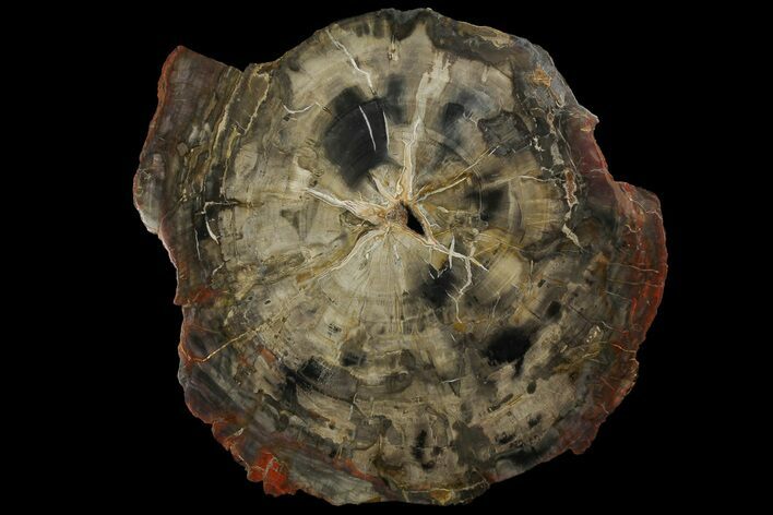 Petrified Wood (Araucaria) Round - Madagascar #170385